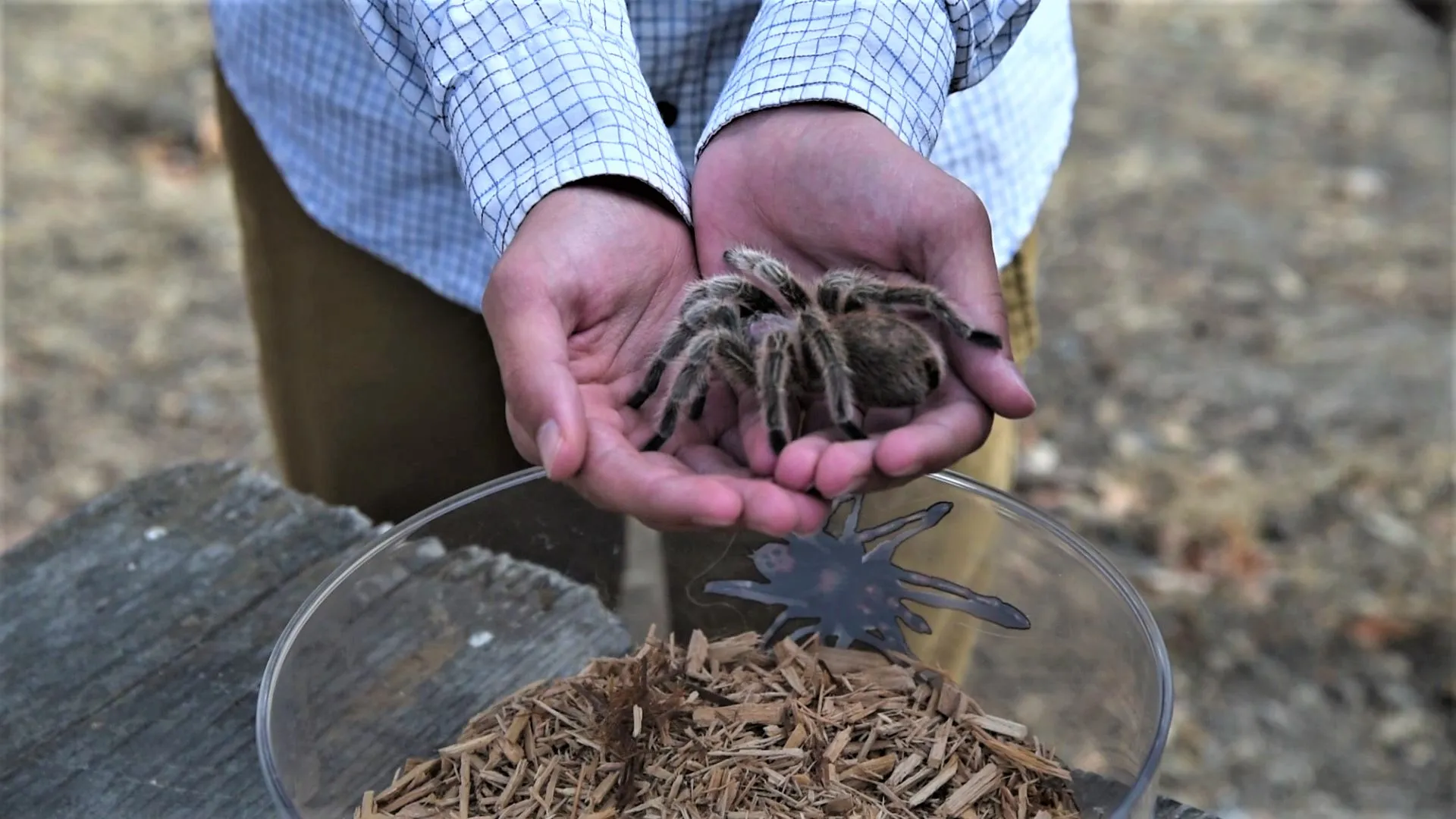 18157 healthy tarantula