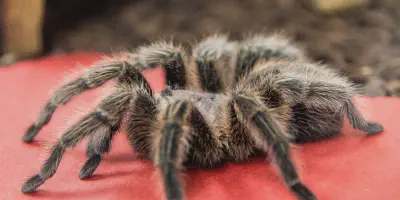 /img/18157-tarantula-molting.webp