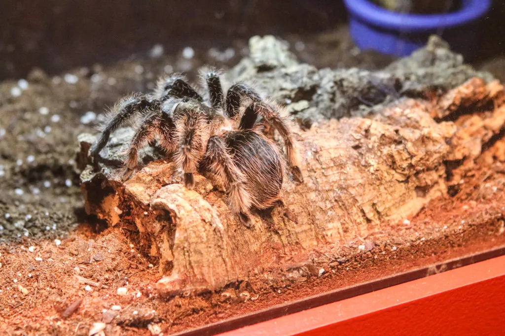 18157 watering tarantula