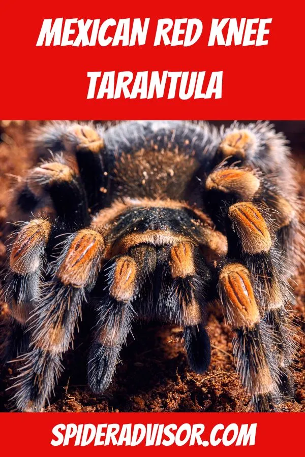 18159 mexican red knee tarantula molting