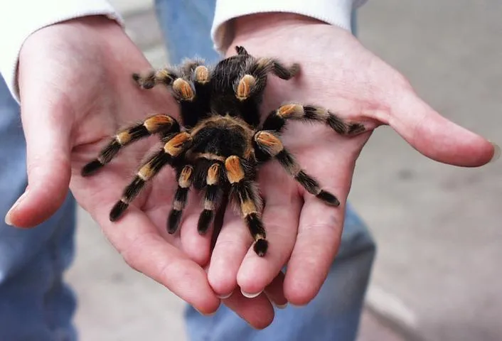 /img/18159-mexican-red-knee-tarantula-pet.webp
