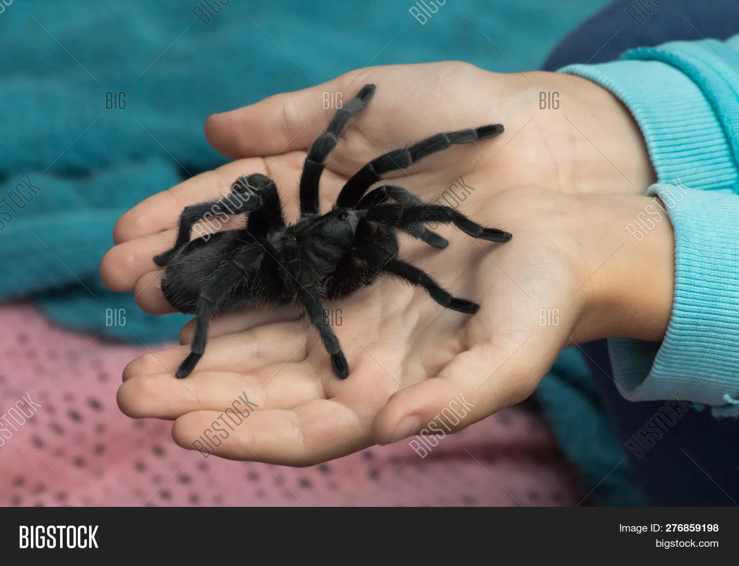 18161 child holding tarantula enthusiastically
