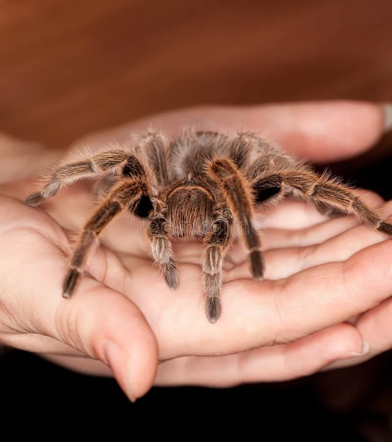 /img/18161-child-playing-with-tarantula.webp