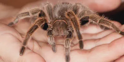 /img/18161-child-playing-with-tarantula.webp