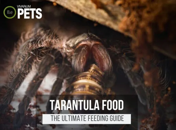 18162 tarantula eating insect