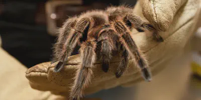 /img/18162-tarantula-molting.webp