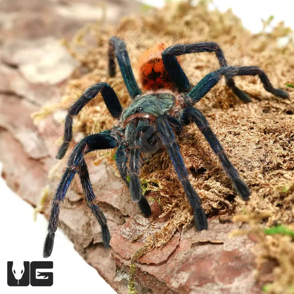 /img/18166-blue-tarantula-conservation.webp
