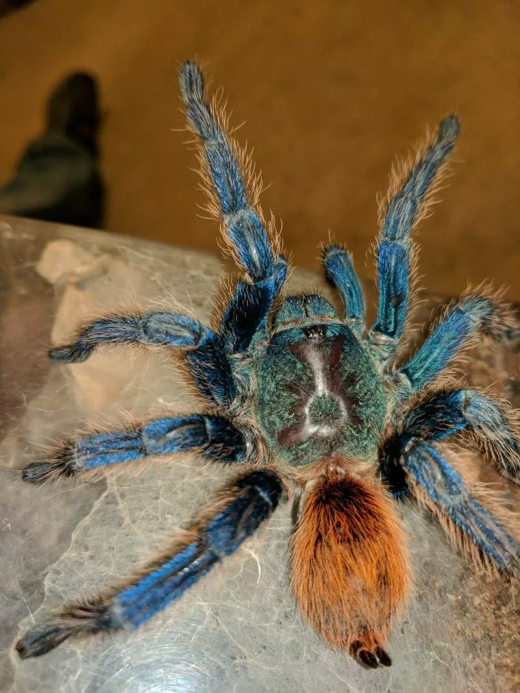 18166 blue tarantula habitat
