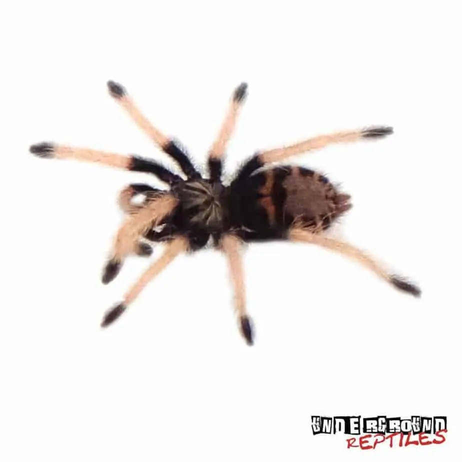 18166 juvenile tarantula behavior