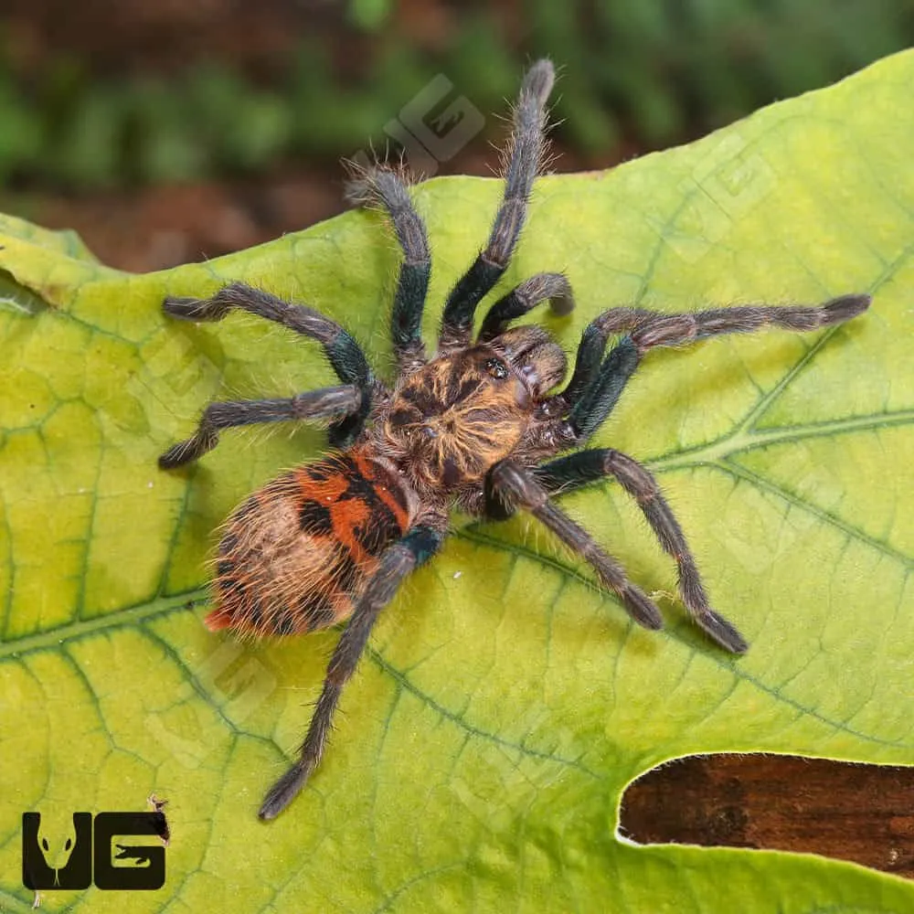 18166 molting tarantula