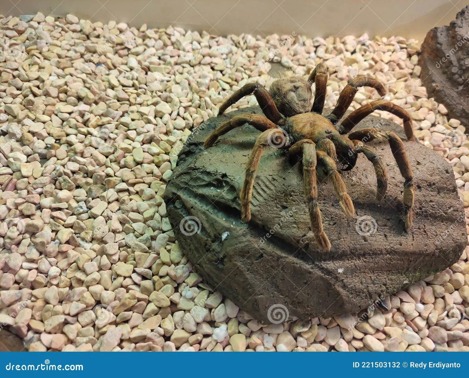 18171 tarantula bite symptoms