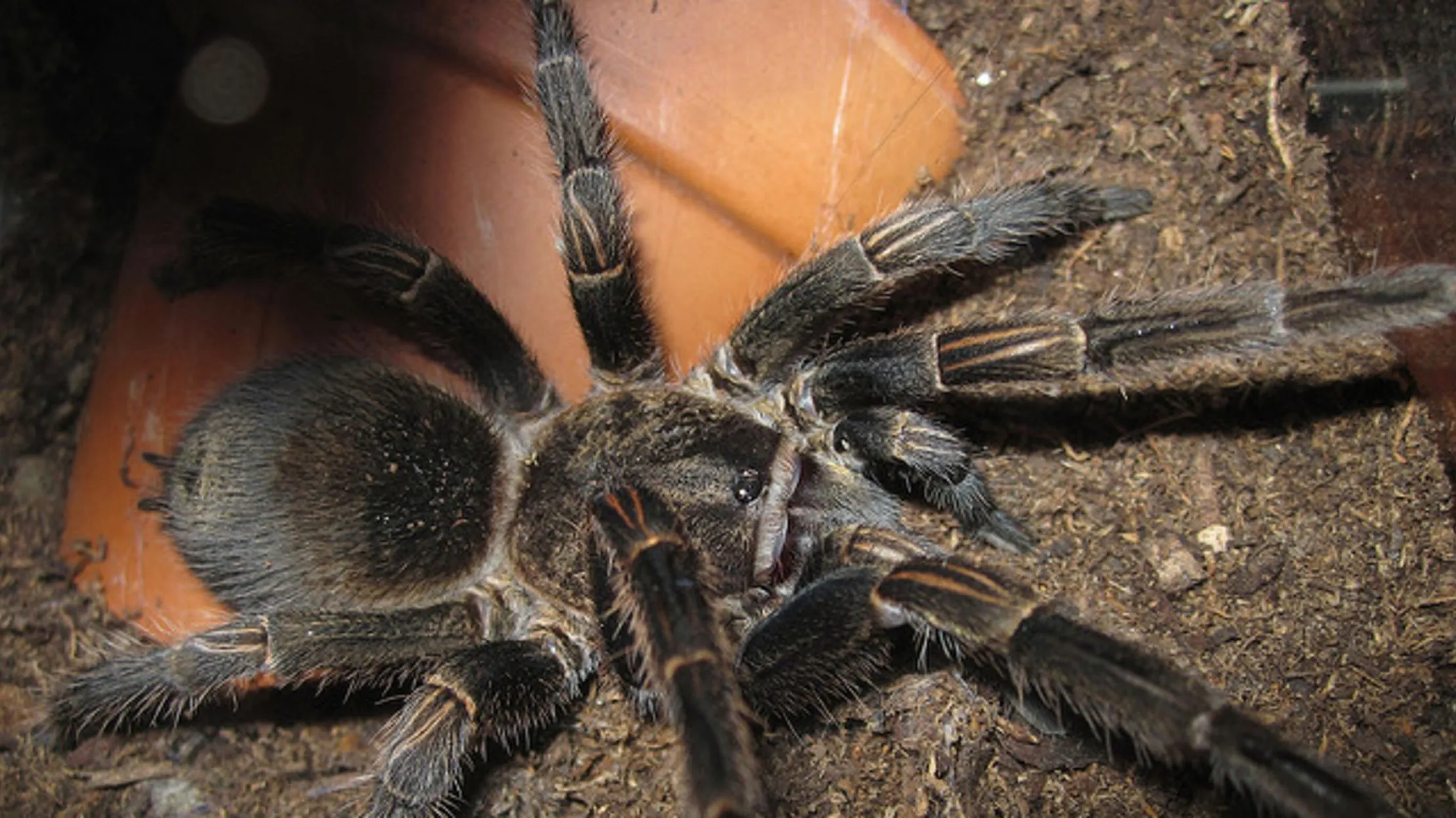 18171 tarantula handling