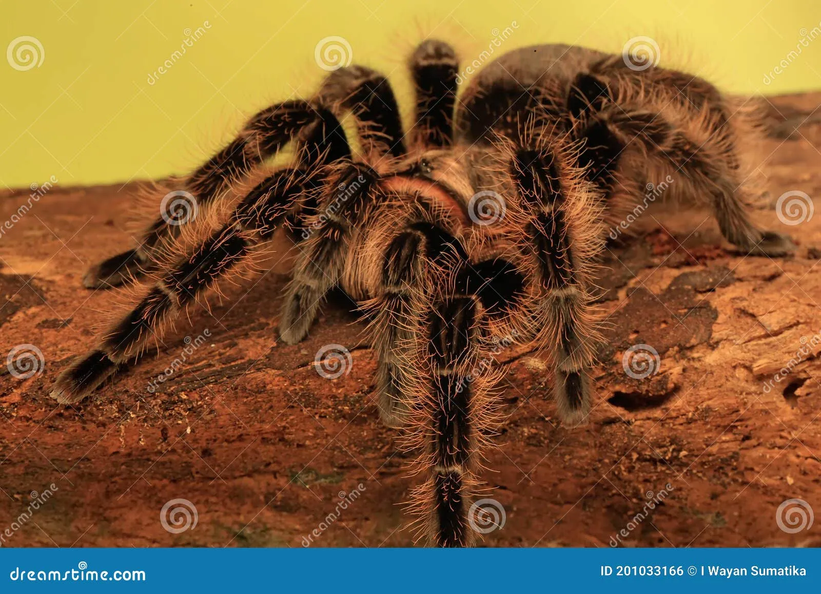 /img/18171-tarantula-species.webp