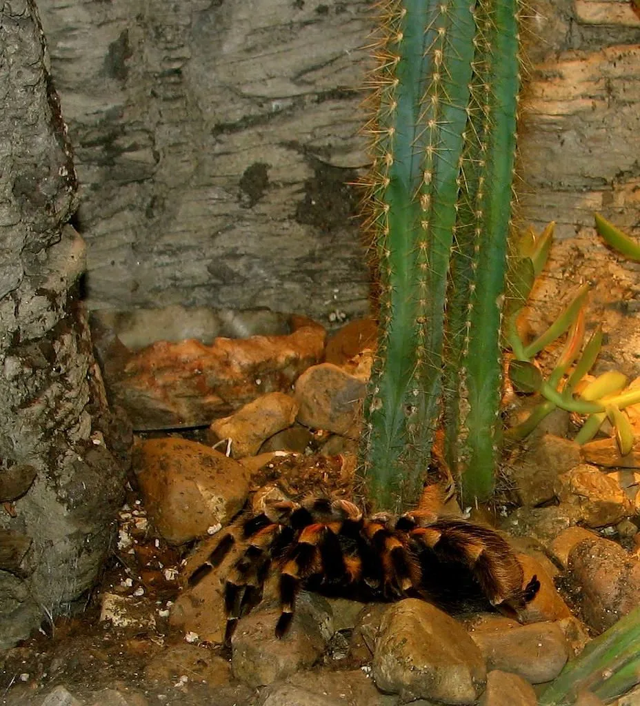 18172 tarantula enclosure temperature