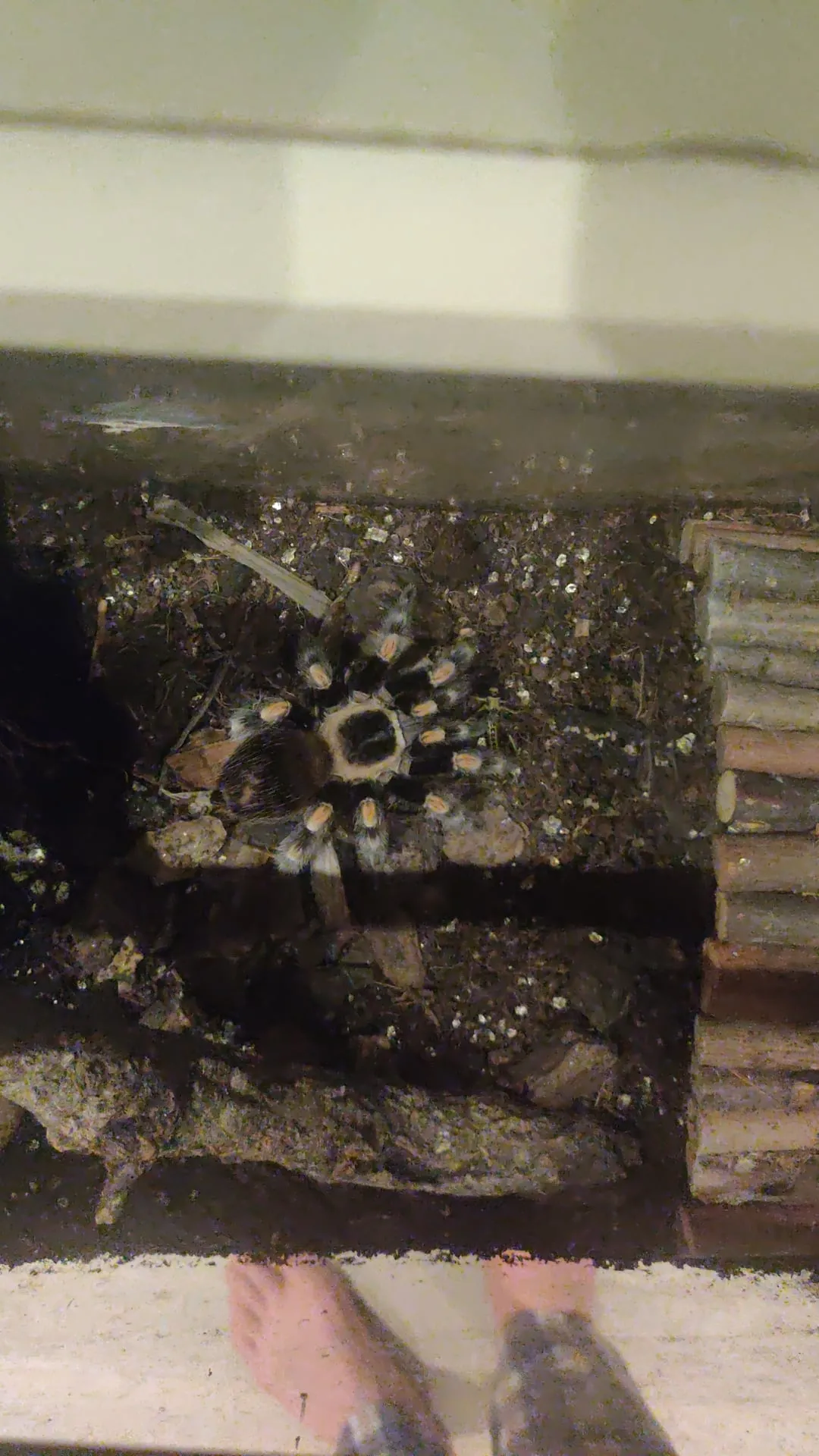 18172 tarantula prey size