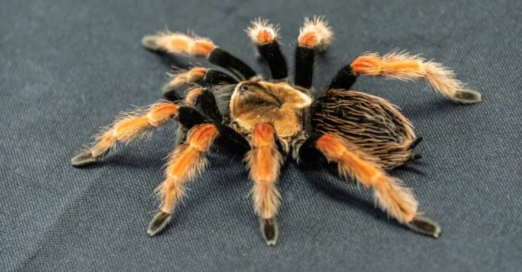 /img/18172-tarantula-substrate.webp