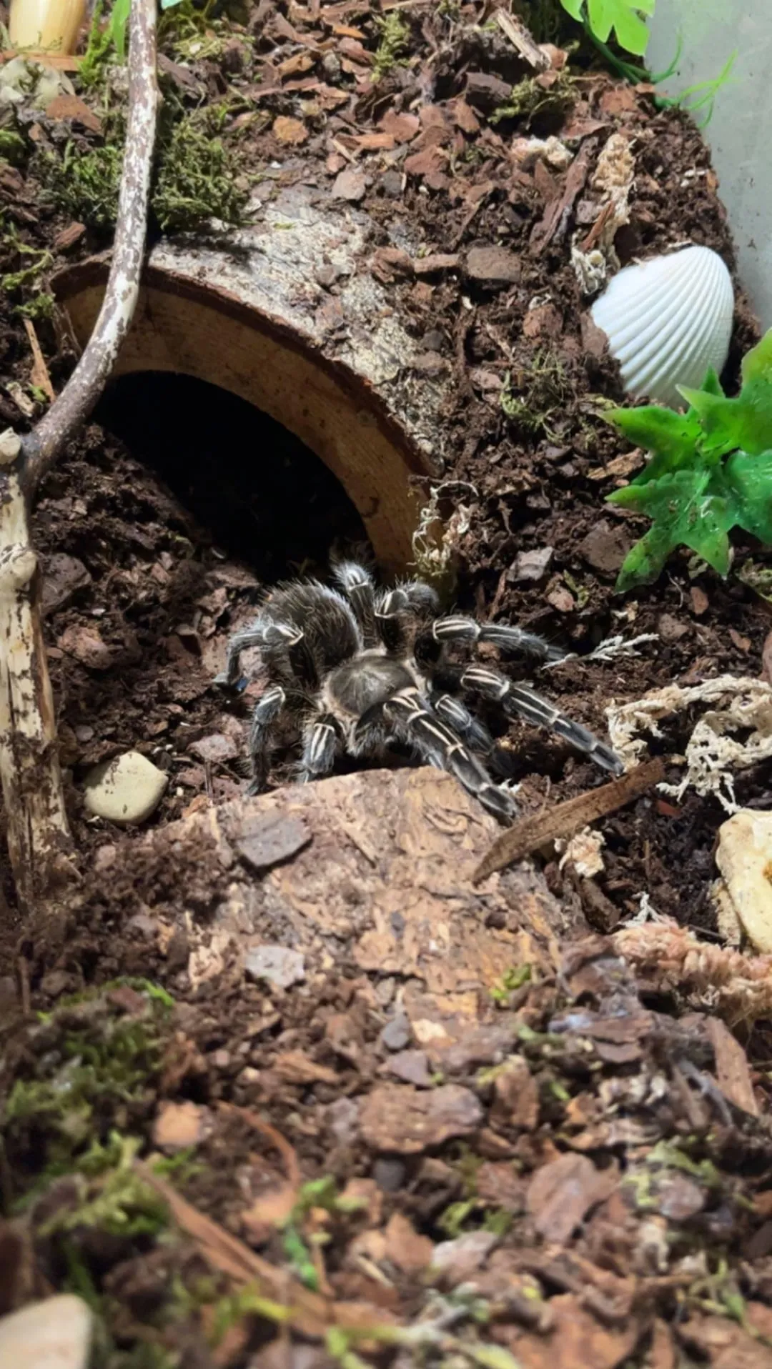 18174 feeding tarantula roses