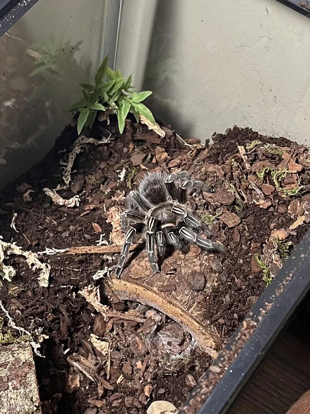 18174 online pet store