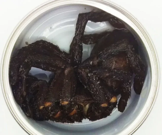 18174 tarantula habitat