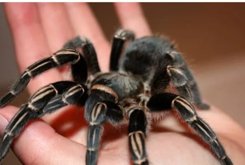 18176 adjusting z endstops