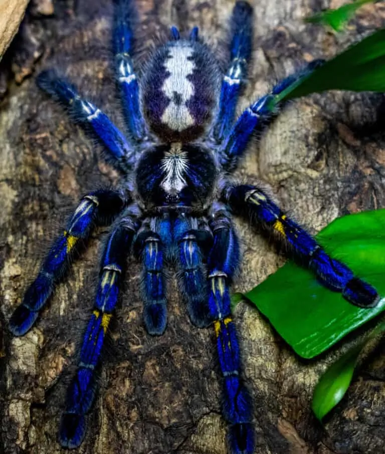 18177 gooty sapphire tarantula enclosure