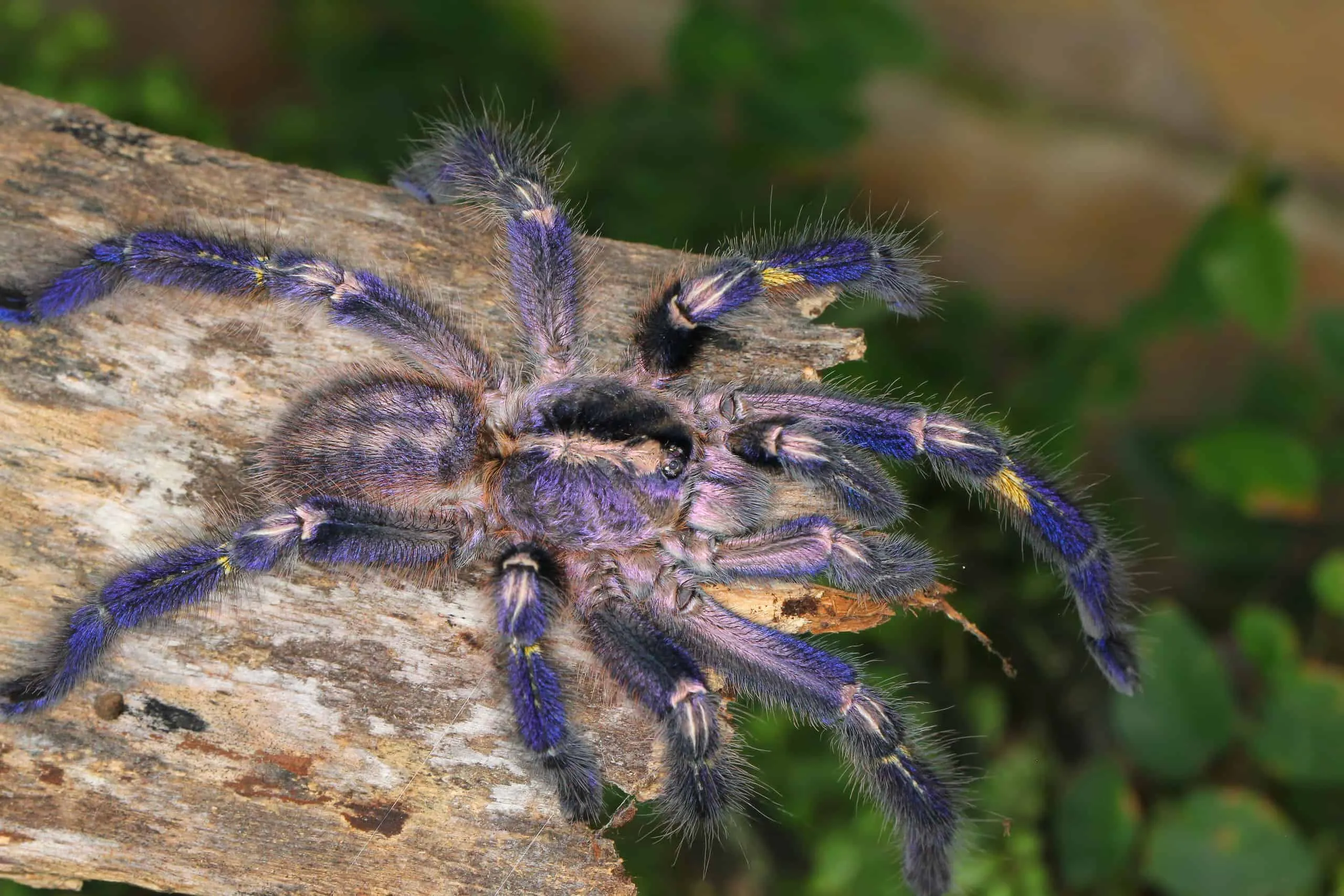 /img/18177-gooty-sapphire-tarantula-refusing-food.webp