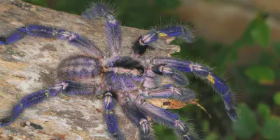 /img/18177-gooty-sapphire-tarantula-refusing-food.webp
