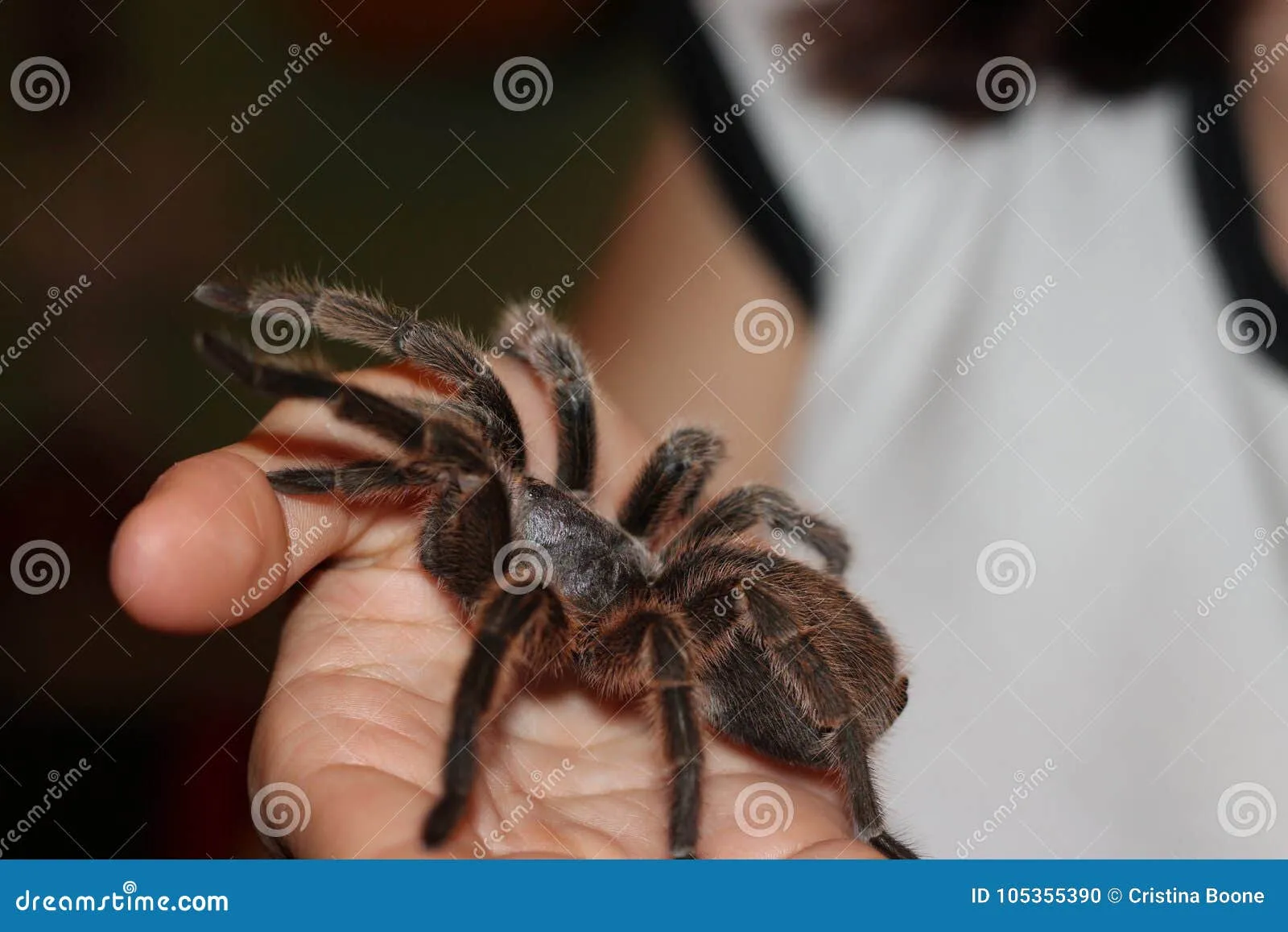 /img/18178-chilean-rose-tarantula-molting.webp
