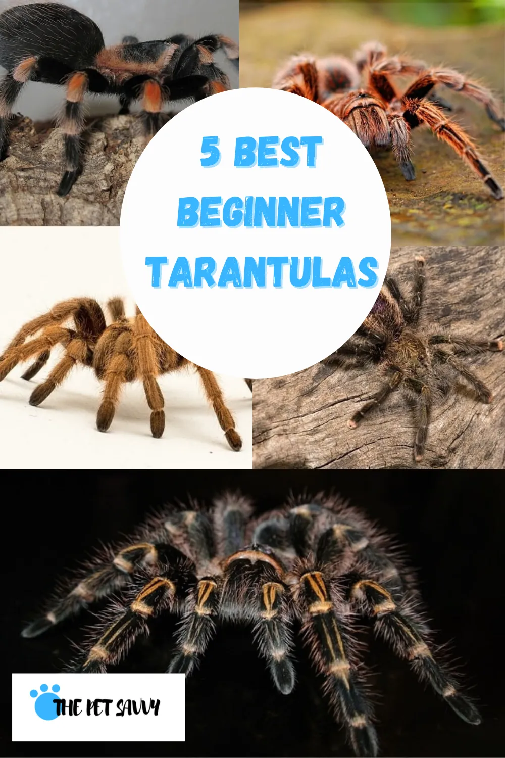 18179 chilean rose hair tarantula