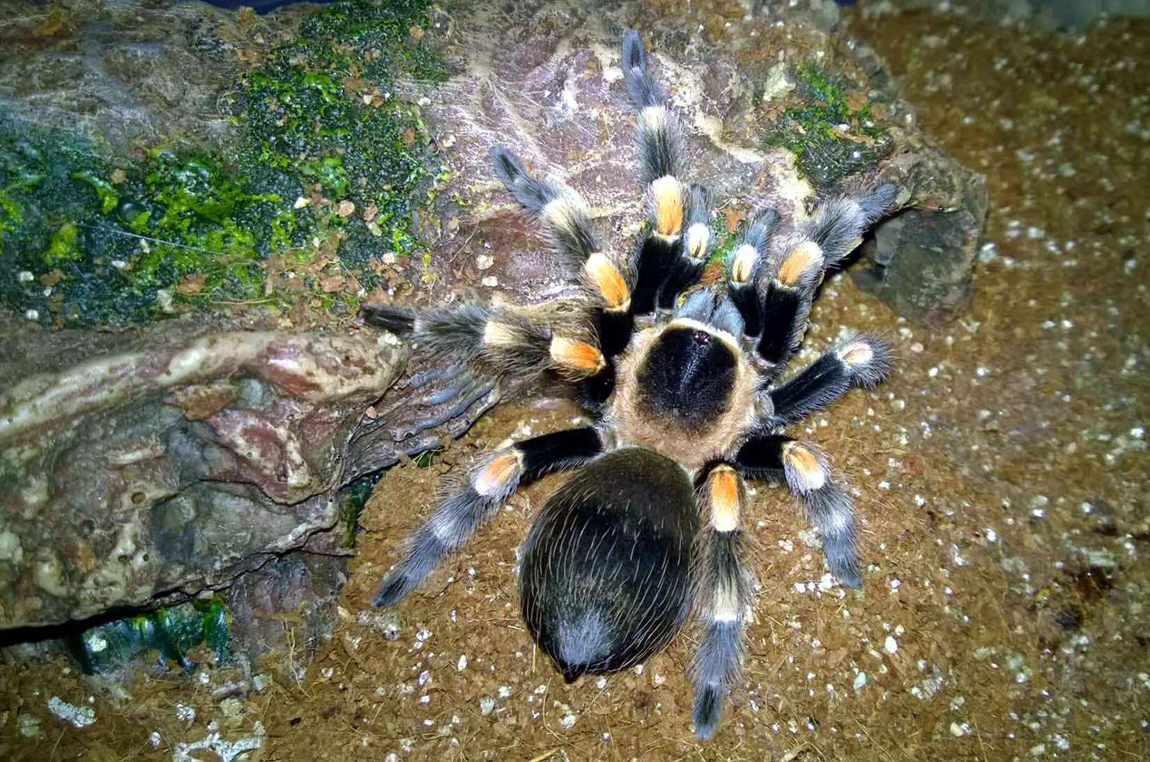 18179 mexican red knee tarantula