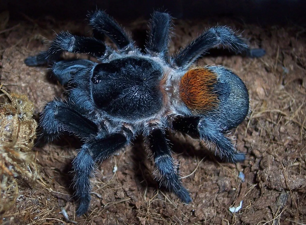 18179 pinktoe tarantula