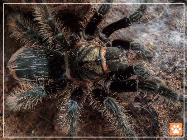 18179 tarantula feeding