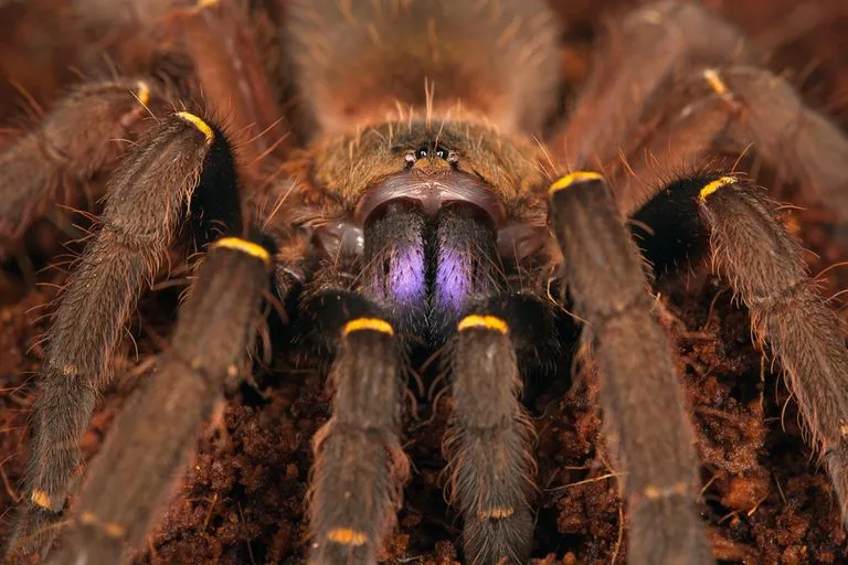 18182 tarantula molting