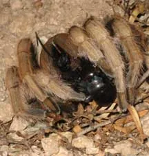 18184 tarantula hawk adult