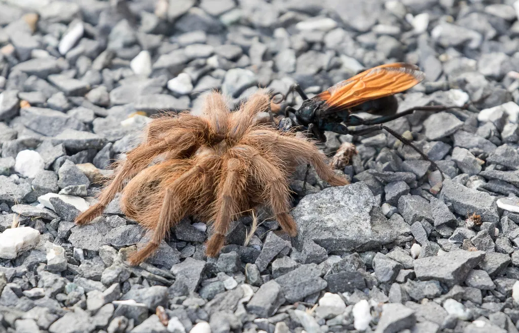18184 tarantula hawk cocoon