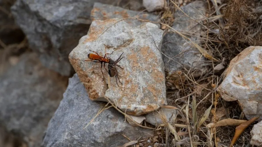 18184 tarantula paralyzed
