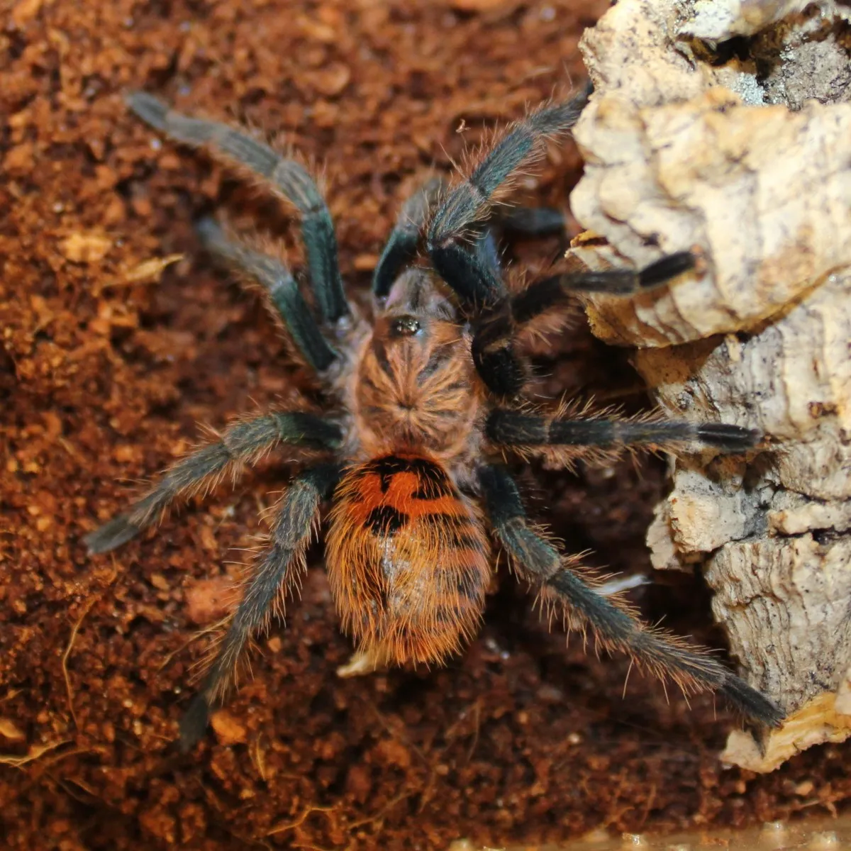 18185 tarantula slippers design