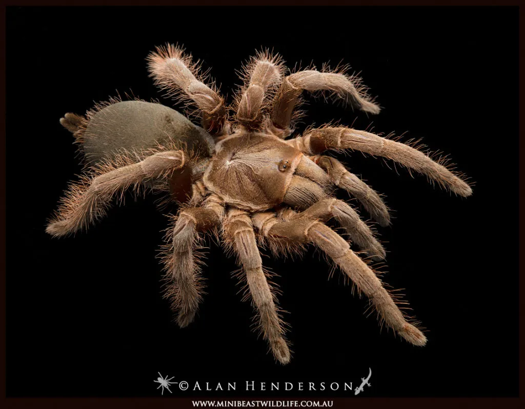 /img/18185-tarantula-slippers-gift.webp