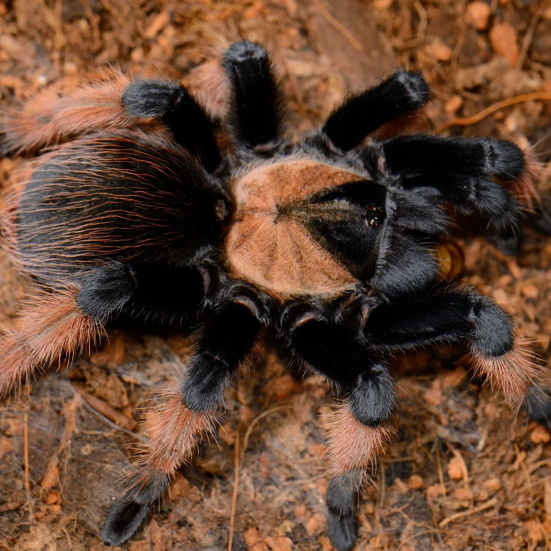 18185 tarantula slippers material