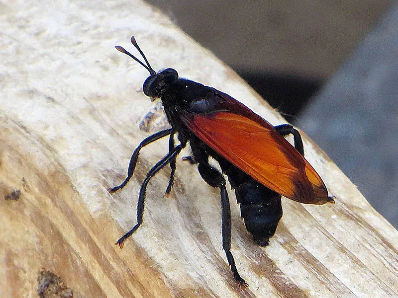 18186 tarantula hawk sting