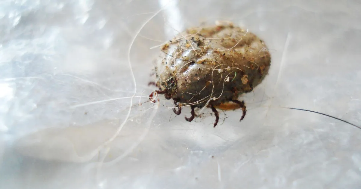 18187 cleaning tarantula enclosure