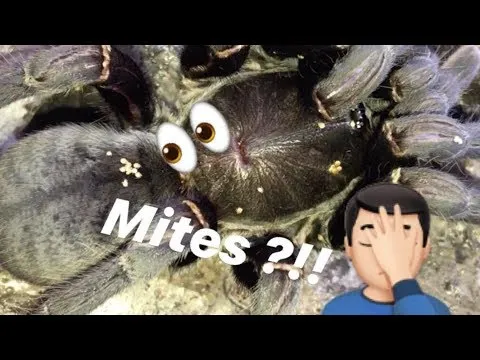 18187 poor water quality mites