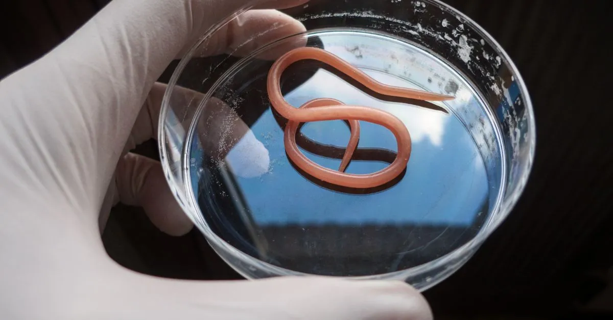 18187 quarantine new tarantula