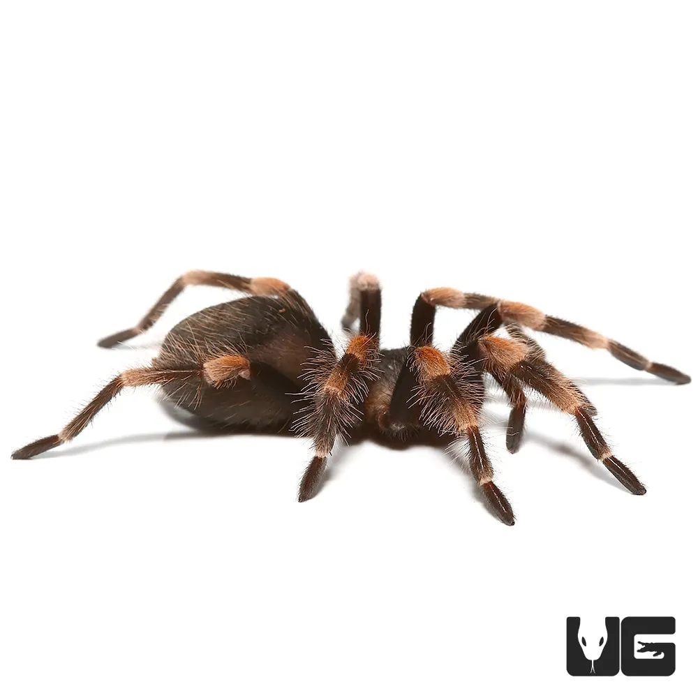 18189 red knee tarantula enclosure