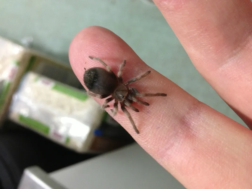 18189 red knee tarantula for sale 1