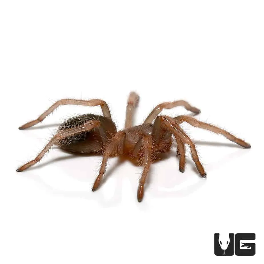 /img/18189-red-knee-tarantula-molting.webp