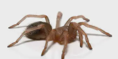 /img/18189-red-knee-tarantula-molting.webp