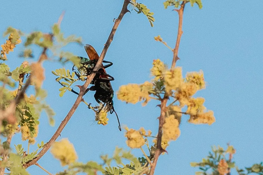 18191 tarantula hawk ontario hunting