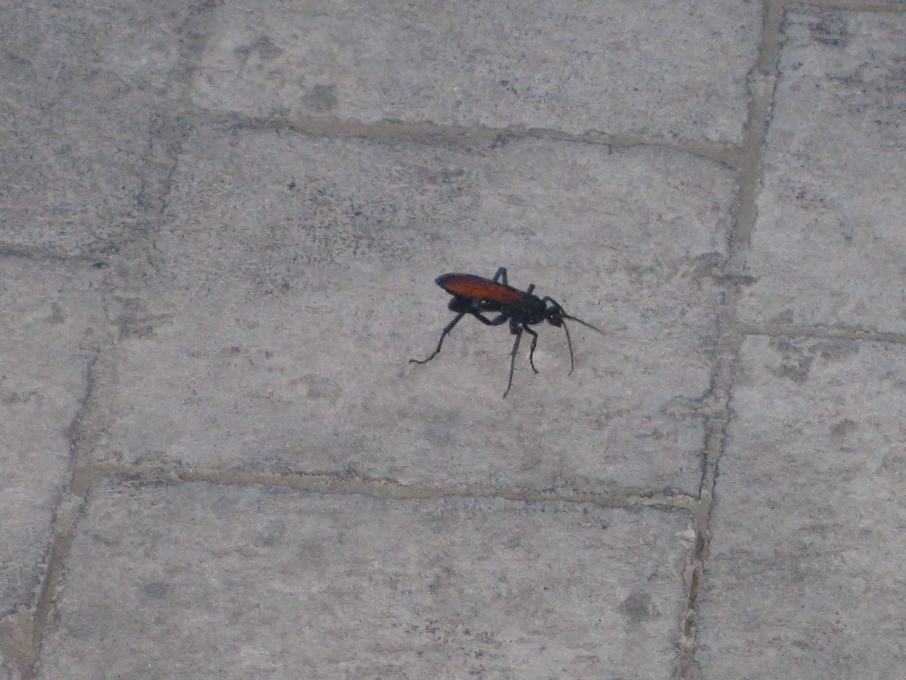 18191 tarantula hawk ontario life cycle