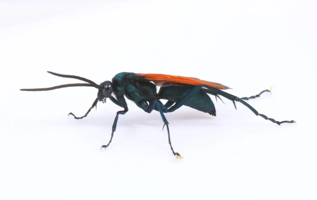 /img/18191-tarantula-hawk-ontario-markings.webp